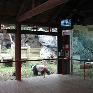 Asian Forest - Giant Pandas of Chengdu Viewing Area