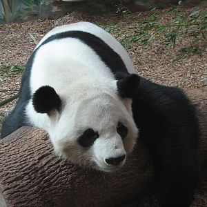 Asian Forest - Giant Panda