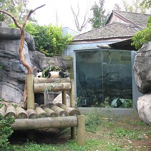 Asian Forest - Giant Panda Exhibit 1