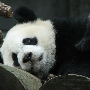 Asian Forest - Giant Panda