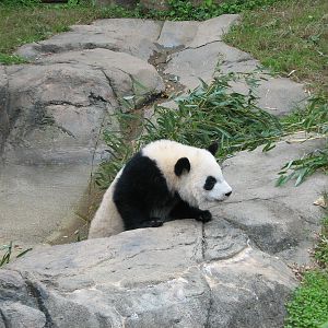 Asian Forest - Giant Panda