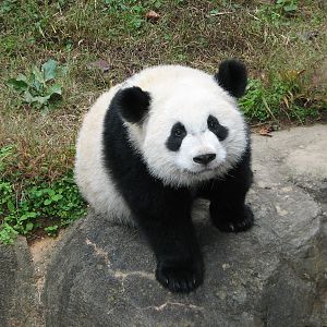 Asian Forest - Giant Panda