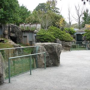 Asian Forest - Giant Pandas of Chengdu Viewing Area