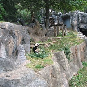 Asian Forest - Giant Panda Exhibit 2