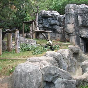 Asian Forest - Giant Panda Exhibit 2