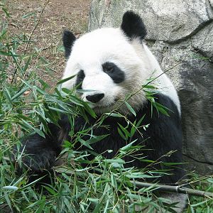 Asian Forest - Giant Panda