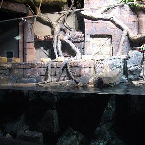 River Scout - Asian Small Clawed Otter Exhibit