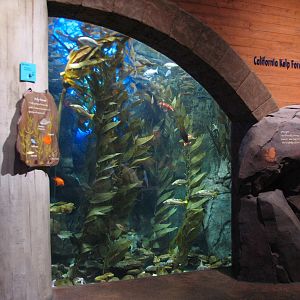 Cold Water Quest - California Kelp Forest Exhibit