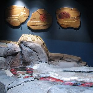 Cold Water Quest - Anemone Touch Pool