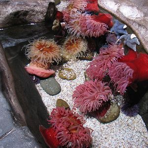 Cold Water Quest - Anemones