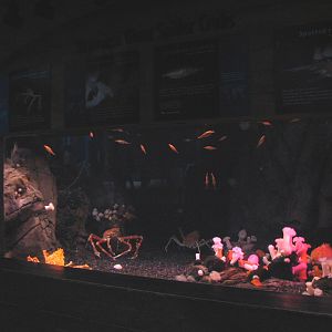 Cold Water Quest - Japanese Giant Spider Crab Exhibit