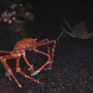 Cold Water Quest - Japanese Giant Spider Crabs