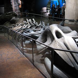 Cold Water Quest - Whale Skeleton