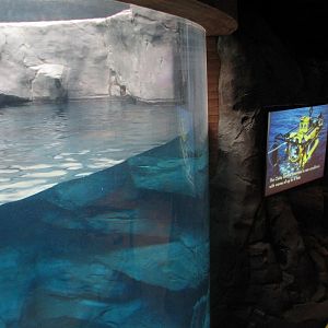 Cold Water Quest - Beluga Whale Exhibit