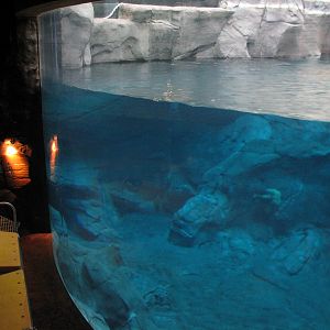 Cold Water Quest - Beluga Whale Exhibit