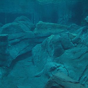 Cold Water Quest - Beluga Whale Exhibit