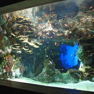Tropical Diver - Garden Eel Exhibit
