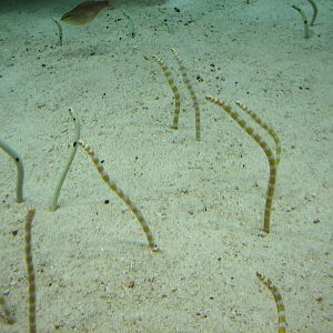 Tropical Diver - Garden Eels