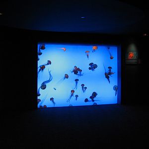 Tropical Diver - Sea Nettle Exhibit