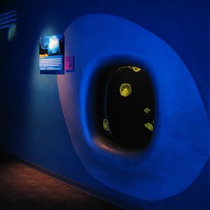 Tropical Diver - Moon Jelly Exhibit