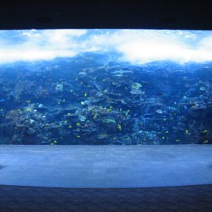 Tropical Diver - Pacific Barrier Reef