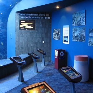 Tropical Diver - Pacific Barrier Reef