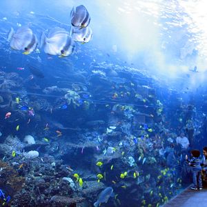 Tropical Diver - Pacific Barrier Reef
