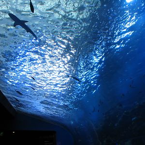 Tropical Diver - Pacific Barrier Reef