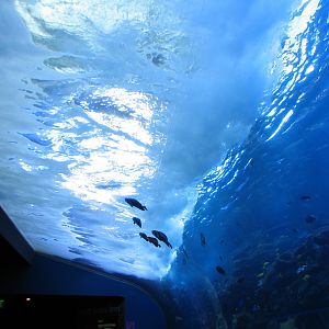 Tropical Diver - Pacific Barrier Reef
