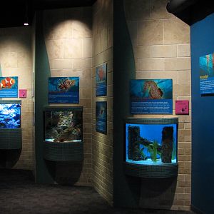 Tropical Diver - Small Tanks