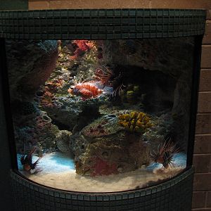 Tropical Diver - Small Tank