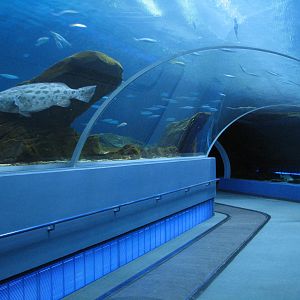 Ocean Voyager - Tunnel