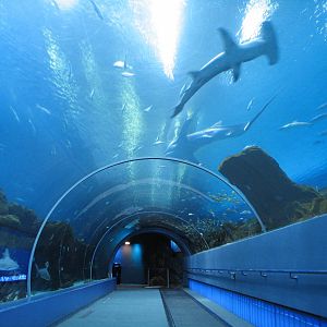 Ocean Voyager - Tunnel