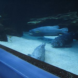 Ocean Voyager - Grouper