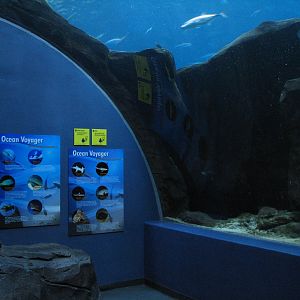 Ocean Voyager - Arched Viewing Window