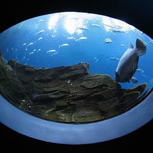 Ocean Voyager - Round Viewing Window