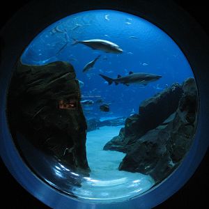Ocean Voyager - Round Viewing Window