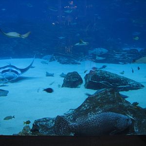 Ocean Voyager - Manta Ray