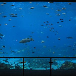 Ocean Voyager - Main Viewing Window