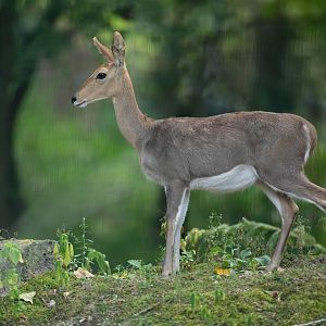 Mountain reedbuck (Redunca fulvorufula)