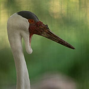 Wattled crane (Bugeranus carunculatus)