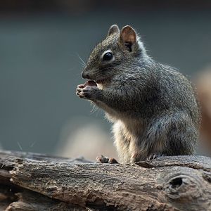 Pere David's rock squirrel (Sciurotamias davidianus)