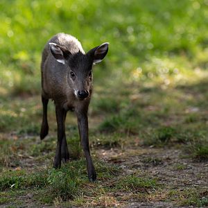 Michie's tufted deer (Elaphodus cephalophus michianus)