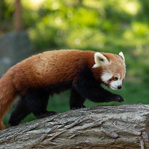 Nepalese red panda (Ailurus fulgens)
