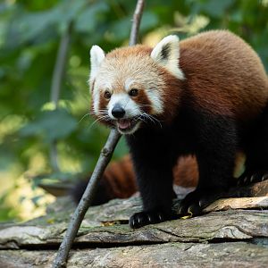 Nepalese red panda (Ailurus fulgens)