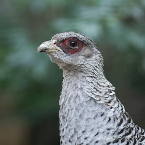 Cheer pheasant (Catreus wallichii)