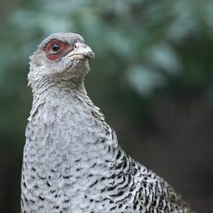 Cheer pheasant (Catreus wallichii)