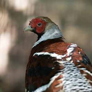 Elliot's pheasant (Syrmaticus ellioti)