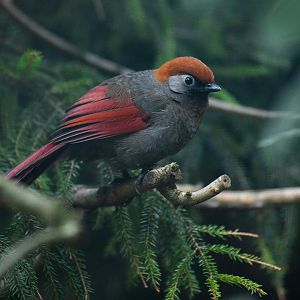 Red-tailed laughingthrush (Trochalopteron milnei)