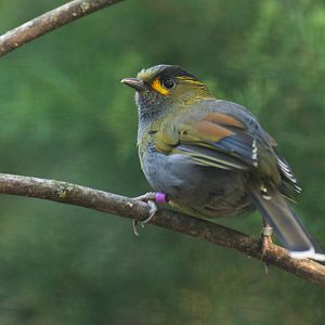 Taiwan liocichla (Liocichla steerii)